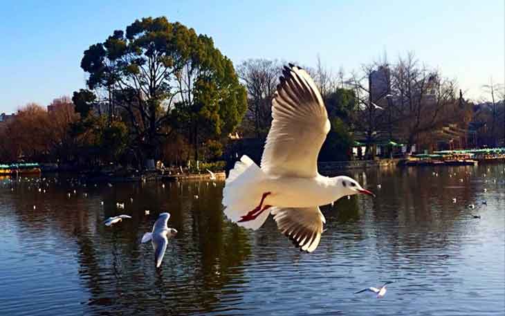 冬天去昆明哪里看海鷗？自從海鷗搬家來到昆明.jpg
