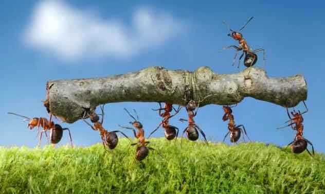 螞蟻搬家.jpg 螞蟻搬家.jpg