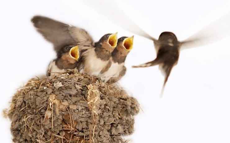 一個快遞公司準(zhǔn)備搬家,可是一家小燕子該怎么搬呢.jpg 一個快遞公司準(zhǔn)備搬家,可是一家小燕子該怎么搬呢.jpg